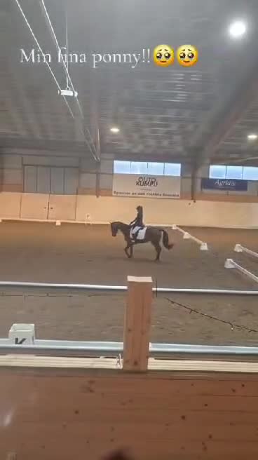 Hoppning hästar till salu: Lyxig allround ponny - Video 5