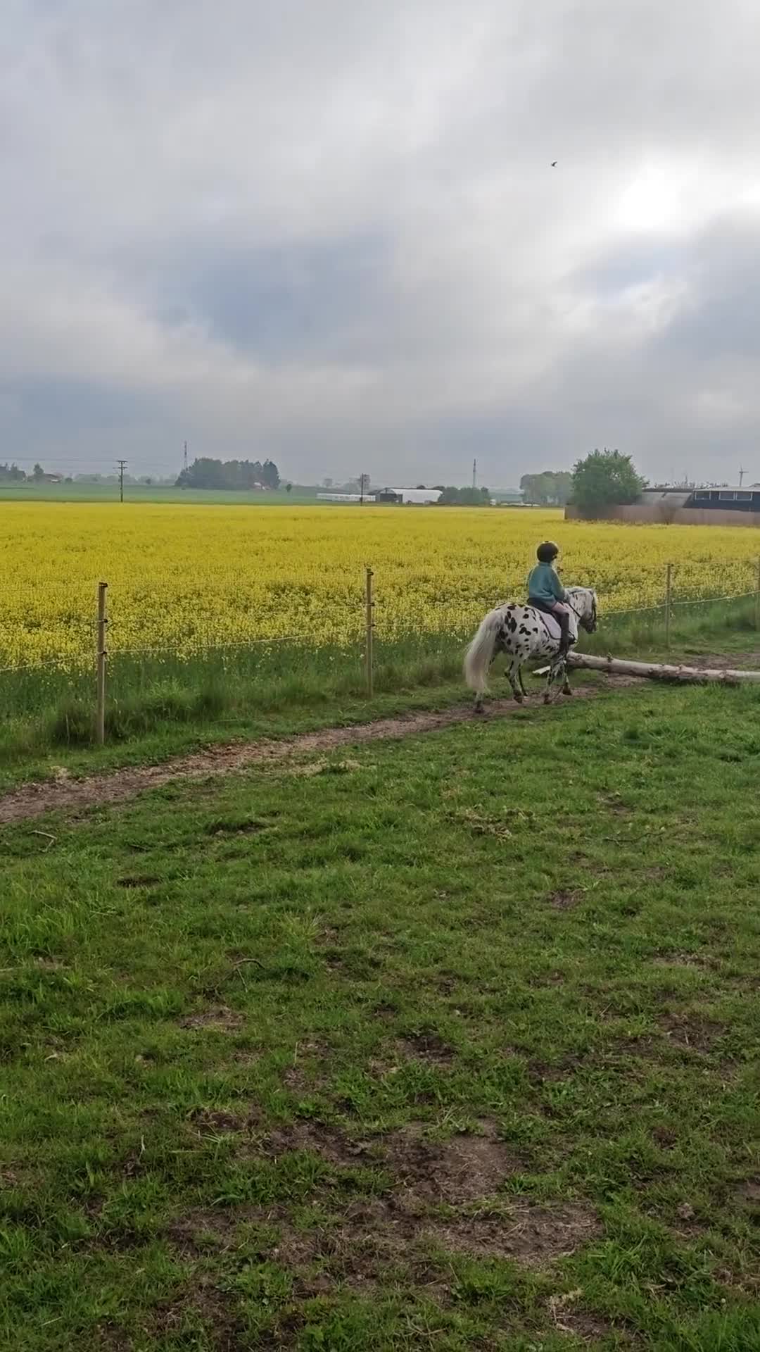 Allround hästar till salu: Gudasnäll barn ponny ⭐ - Video 3