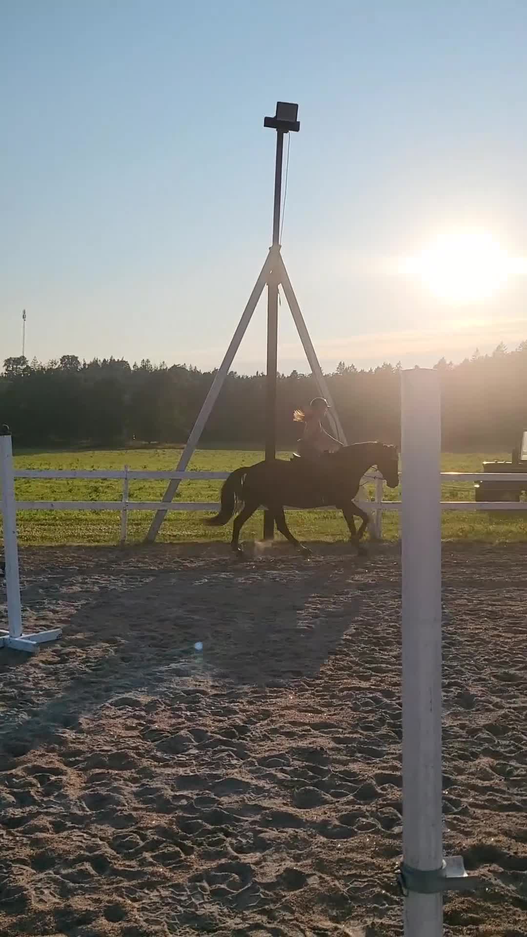 Allround hästar till salu:  Rätt Hem sökes - Video 2
