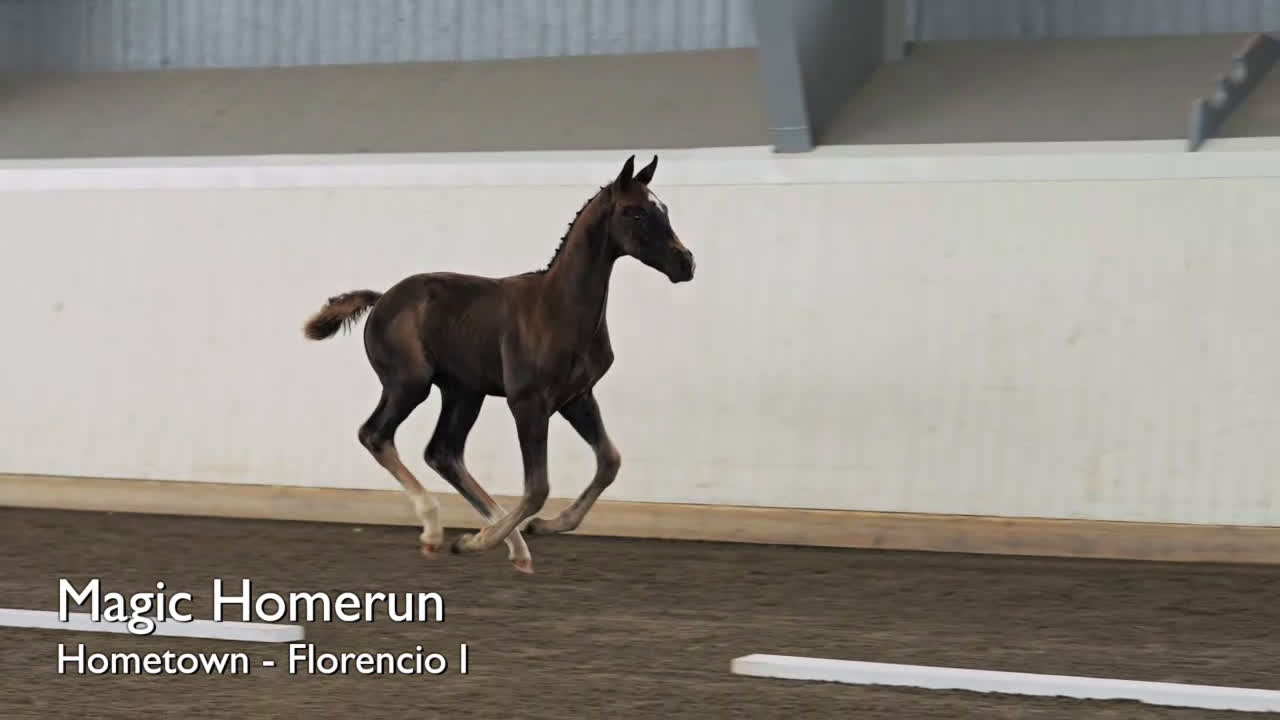 Dressyr hästar till salu: Magiskt vacker kille e: Hometown - Video 1