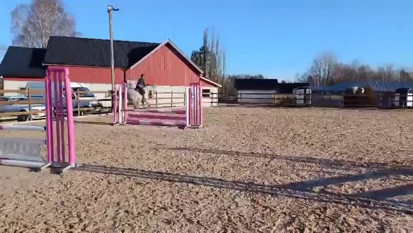 Allround hästar till salu: Vackert sto 6år! Clarimo - Heartbeat! - Video 1