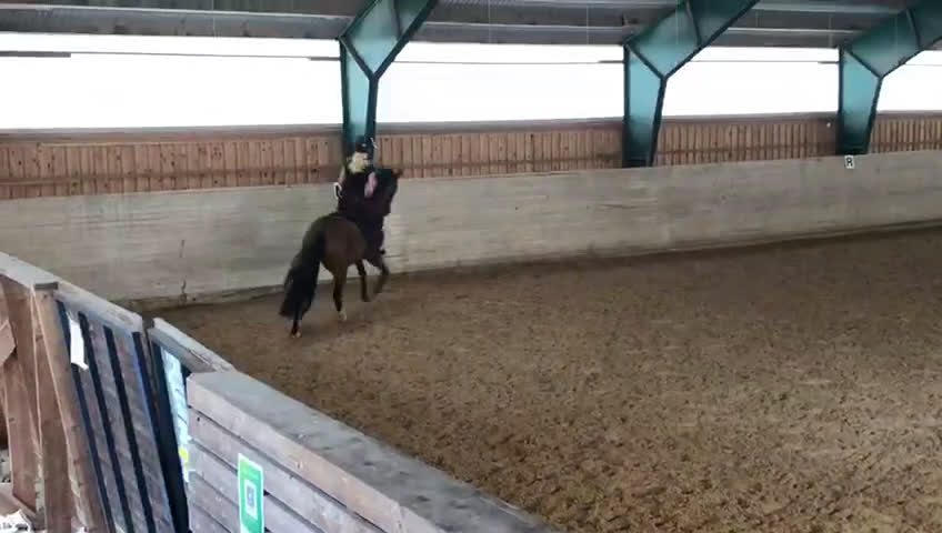 Fälttävlan hästar till salu: Trevlig fälttävlanshäst i Sunne - Video 2