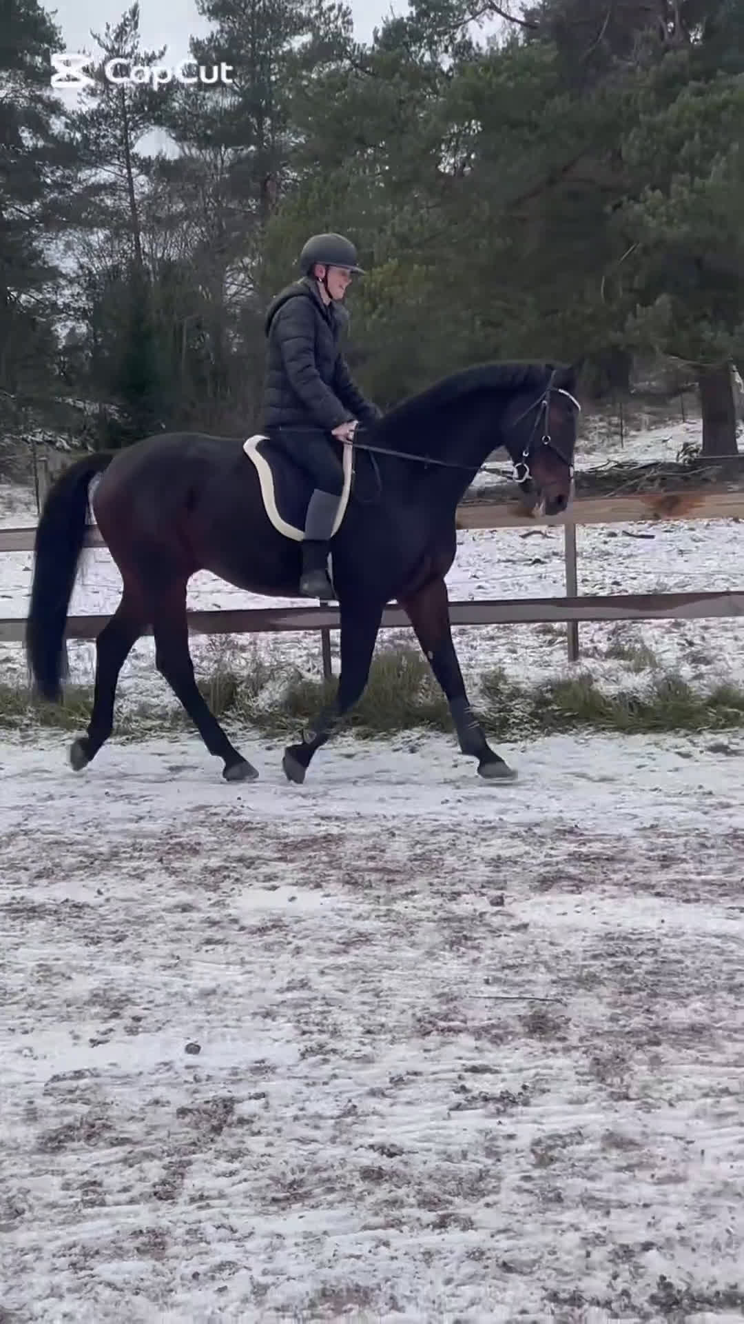 Allround hästar sökes: Söker foderhäst som vill tävlas för senare köp - Video 1