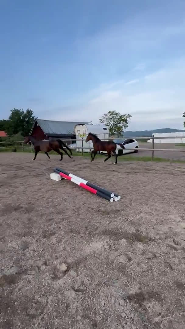 Hoppning hästar till salu: Don't Touch Tiji Hero! i Östra Ämtervik - Video 1