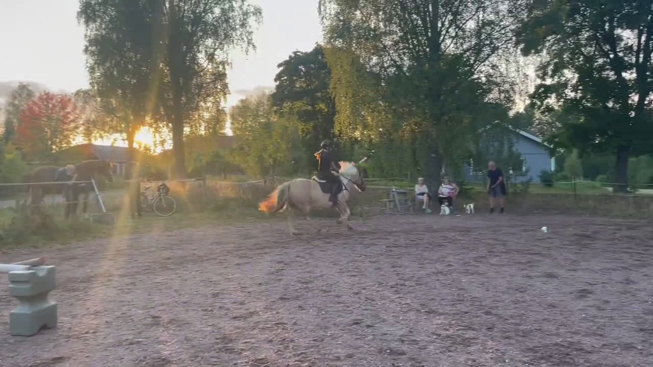 Allround hästar till salu: Litet c-ponny sto - Video 1