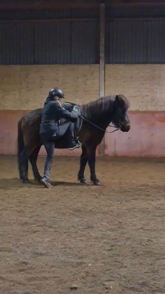 Island hästar till salu: Trevlig töltsäker valack  i Sollebrunn - Video 1