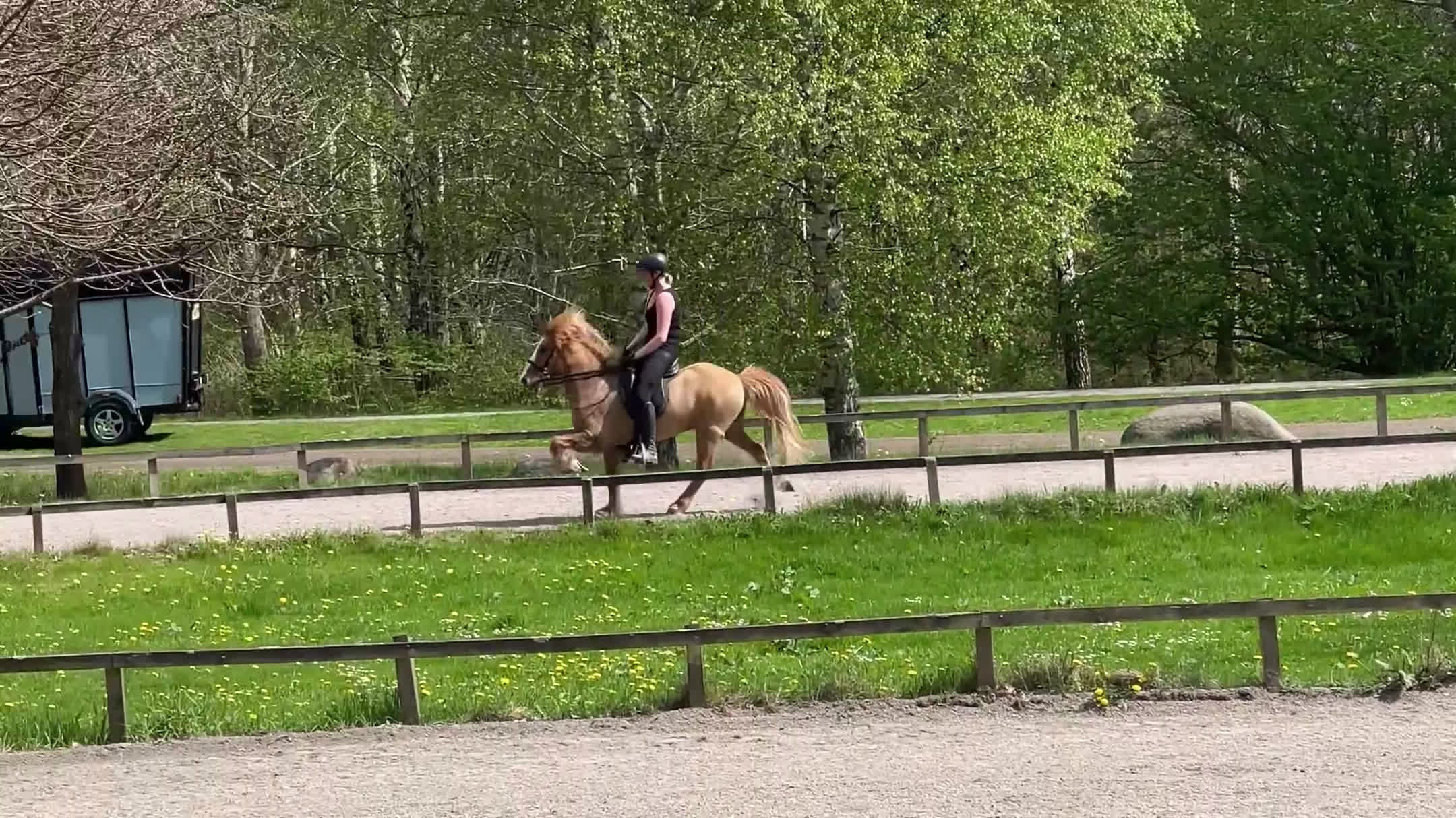 Island hästar till salu: Fyrgångsvalack som kan ”allt” i Kävlinge - Video 3