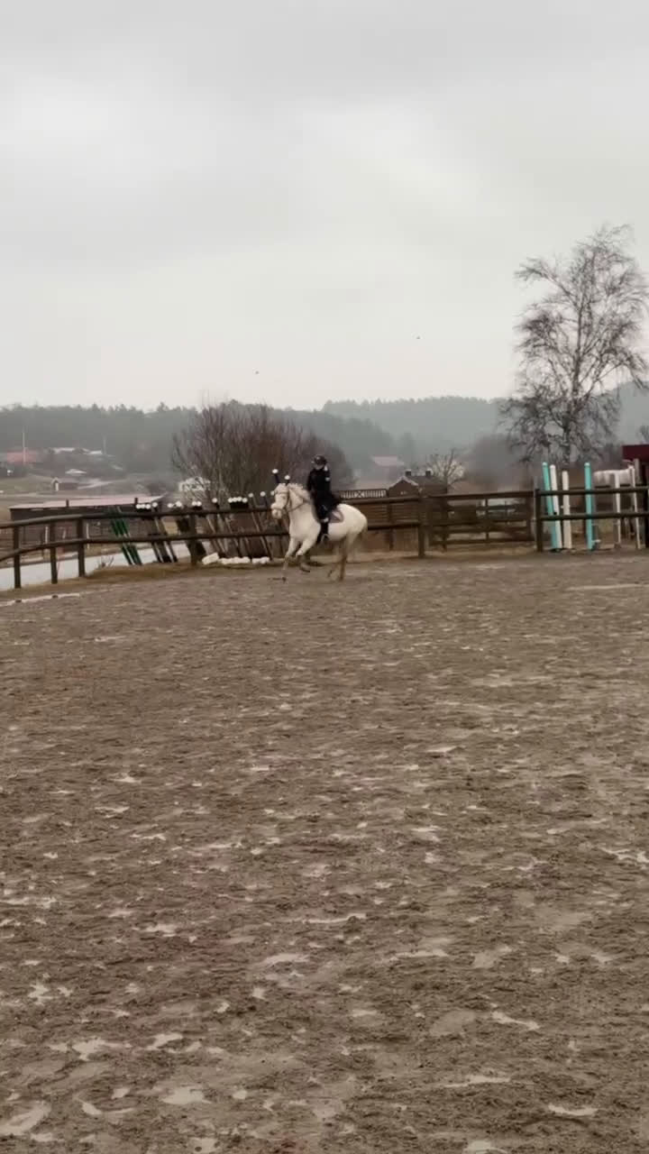 Allround hästar till salu: Trevligt sto - Video 1