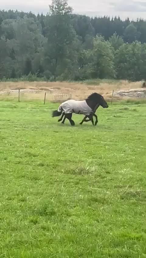 Island hästar till salu: Trevlig valack 3 år - Video 2