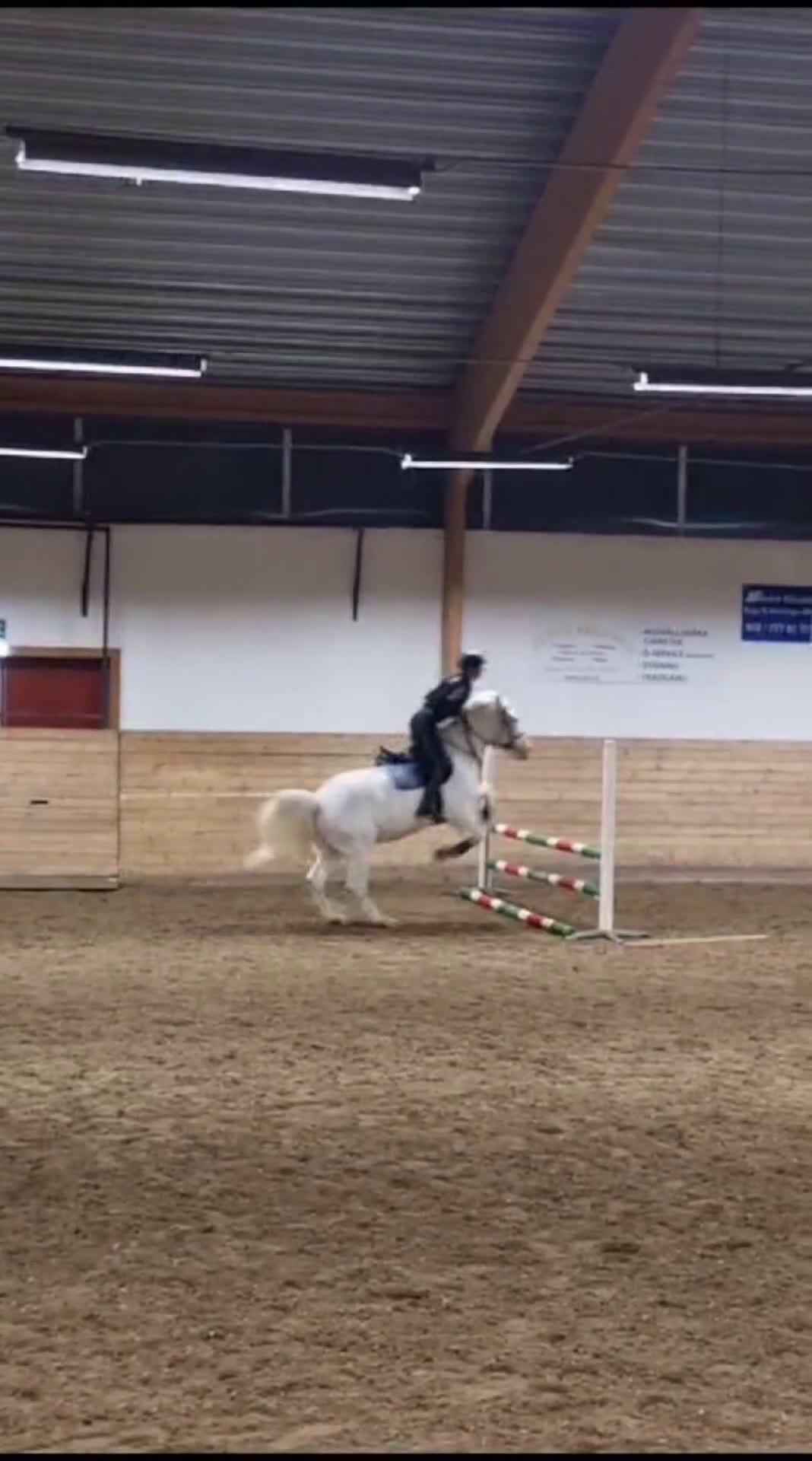 Allround hästar sökes: Söker foderhäst som vill tävlas för senare köp - Video 5