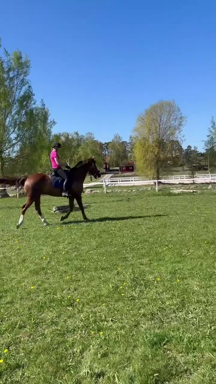 Allround hästar till salu: Mångsidig kille med utstrålning!  - Video 1