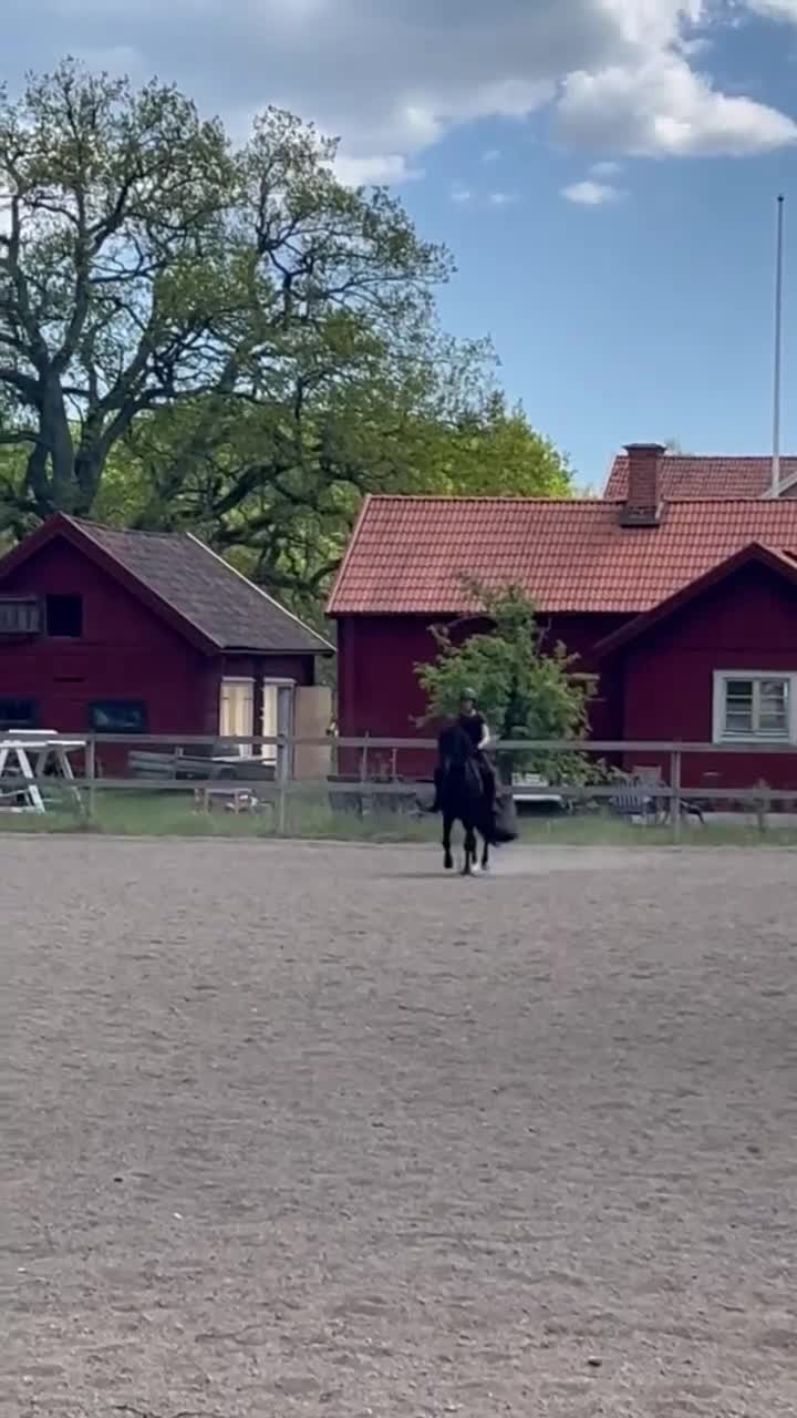Allround hästar till salu: Tullebo Final Justice - Video 3