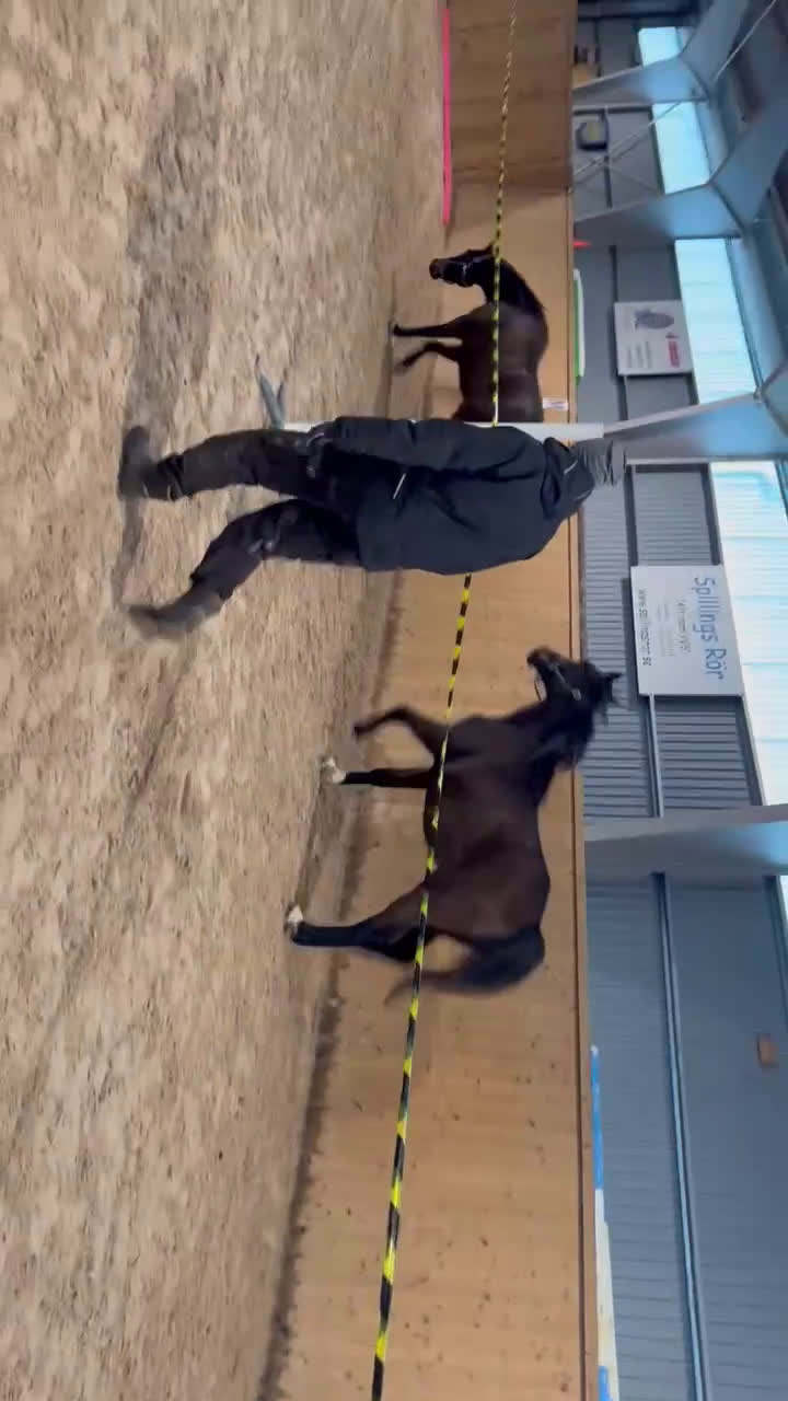 Hoppning hästar till salu: Fin valack med bra stam! i Fårö - Video 3