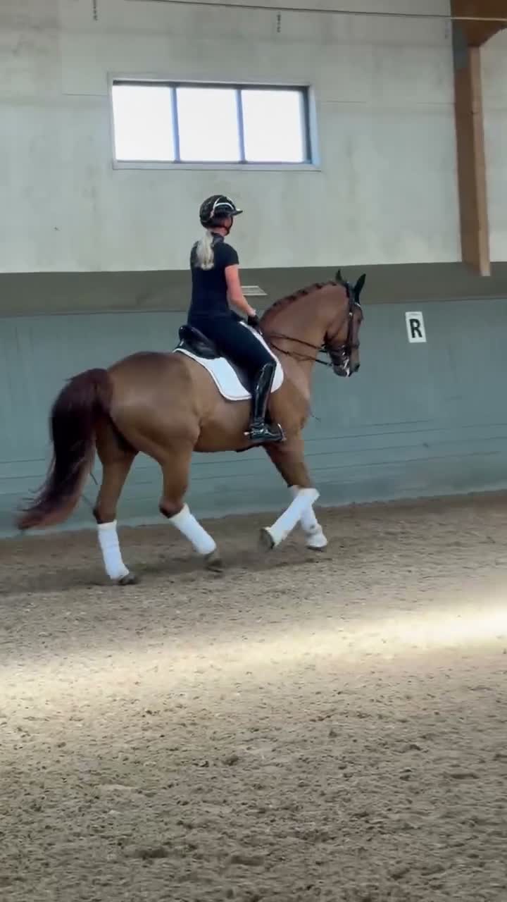 Dressyr hästar till salu: Perfekta läromästaren i Kungsbacka - Video 1