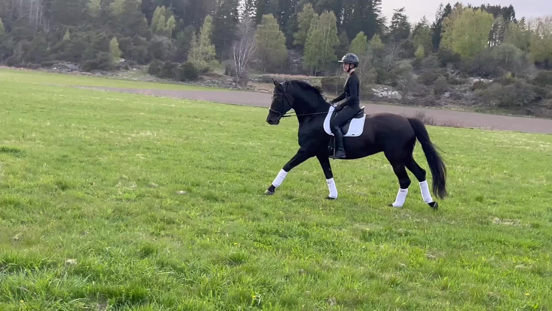 Dressyr hästar till salu: Vackert selektions sto i Harestad - Video 2