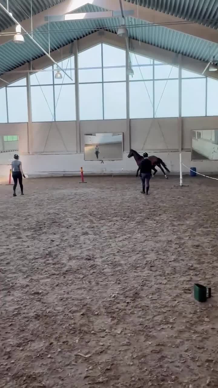 Hoppning hästar till salu: Lovande 3-årig valack e. Dom Perignon Z - Video 2