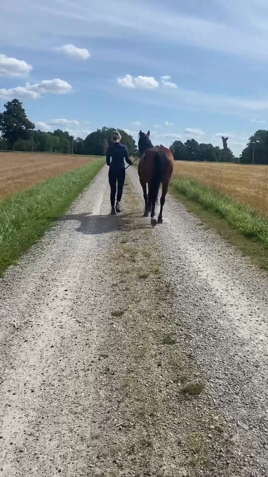 Övrigt hästar till salu: Vänligt och vackert travsto  - Video 2