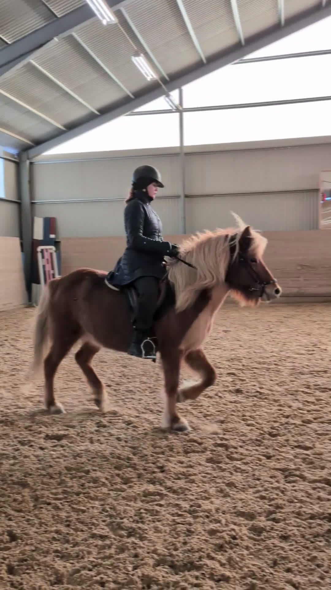 Island hästar till salu: Menja från Kyrkbyn - mycket trevlig islandshäst  i Stigtomta - Video 4