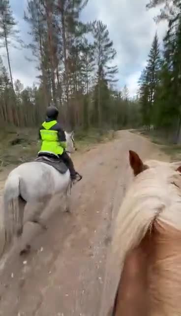 Allround hästar till salu: Söker ny bästa kompis  - Video 1