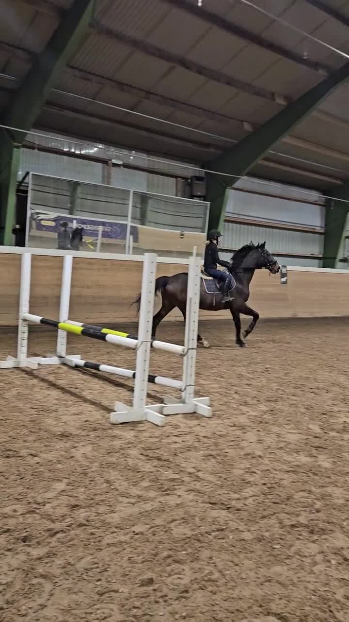 Allround hästar sökes: Medryttarhäst sökes  i Östra Ryd - Video 2