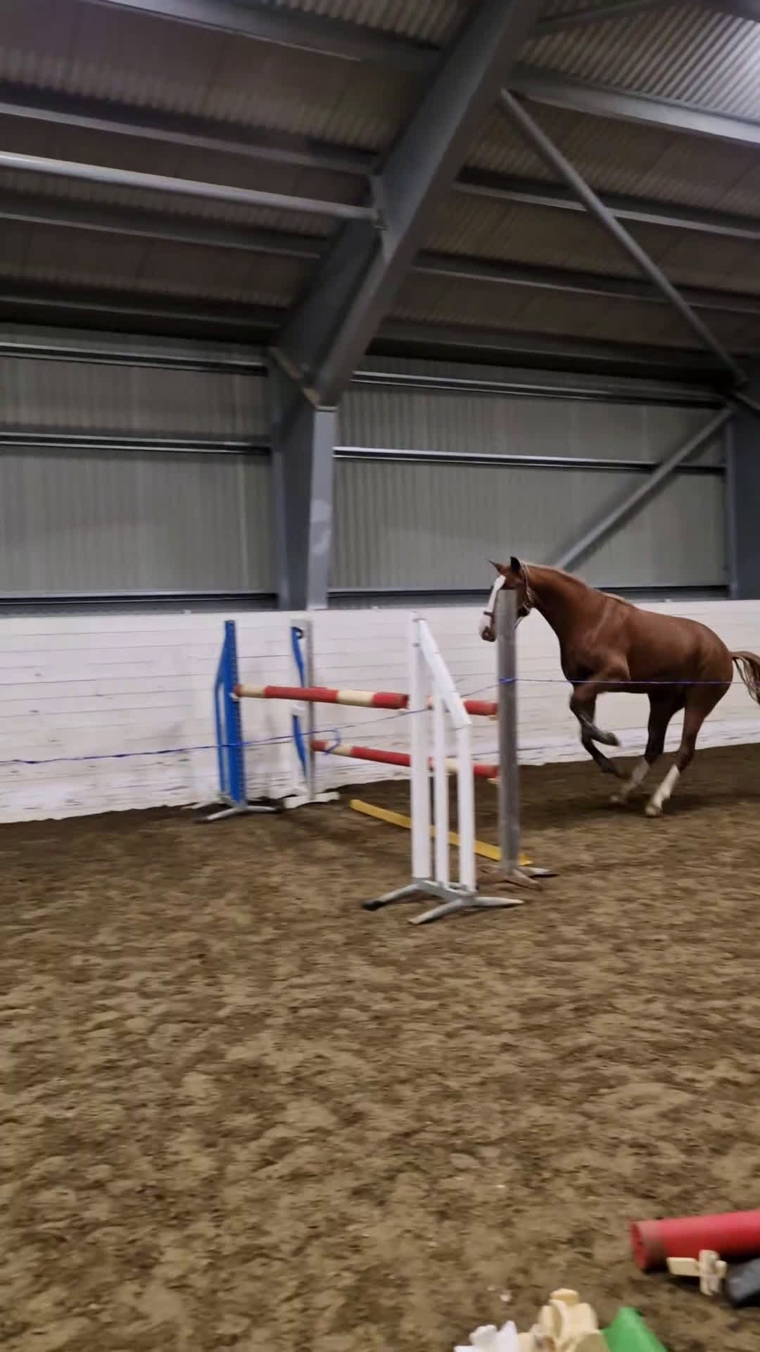 Hoppning hästar till salu: Lovande SWB sto i Bjurholm - Video 2