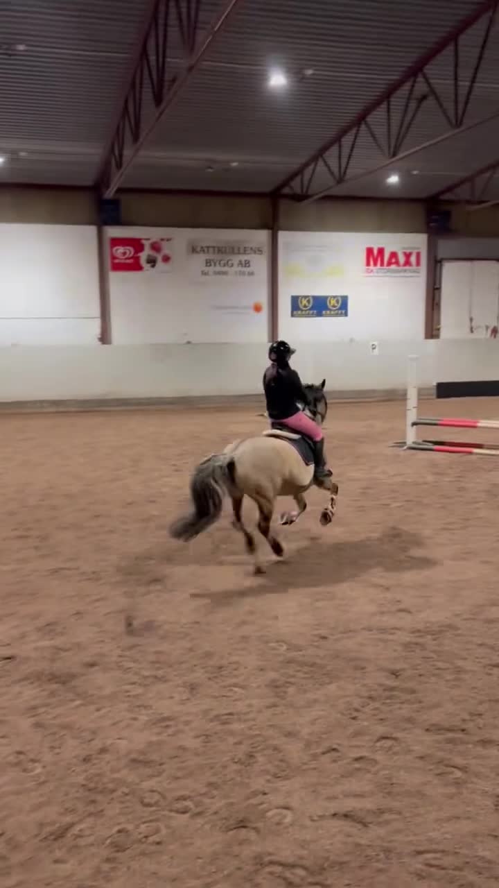 Allround hästar till salu: Energisk positiv konik ponny  - Video 1