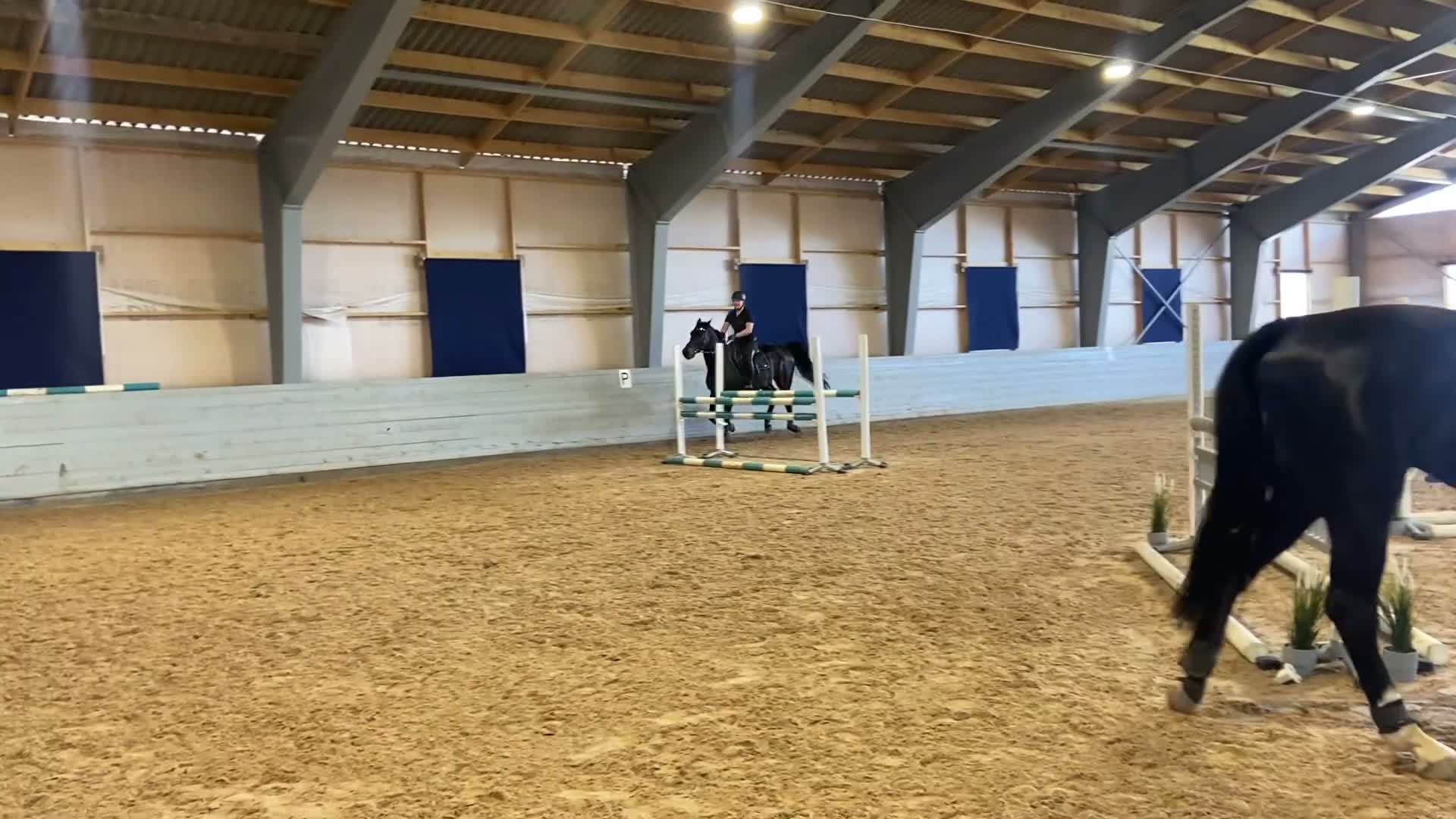 Allround hästar till salu: Snygg och personlig häst för träning och tävling  i Ekerö - Video 2