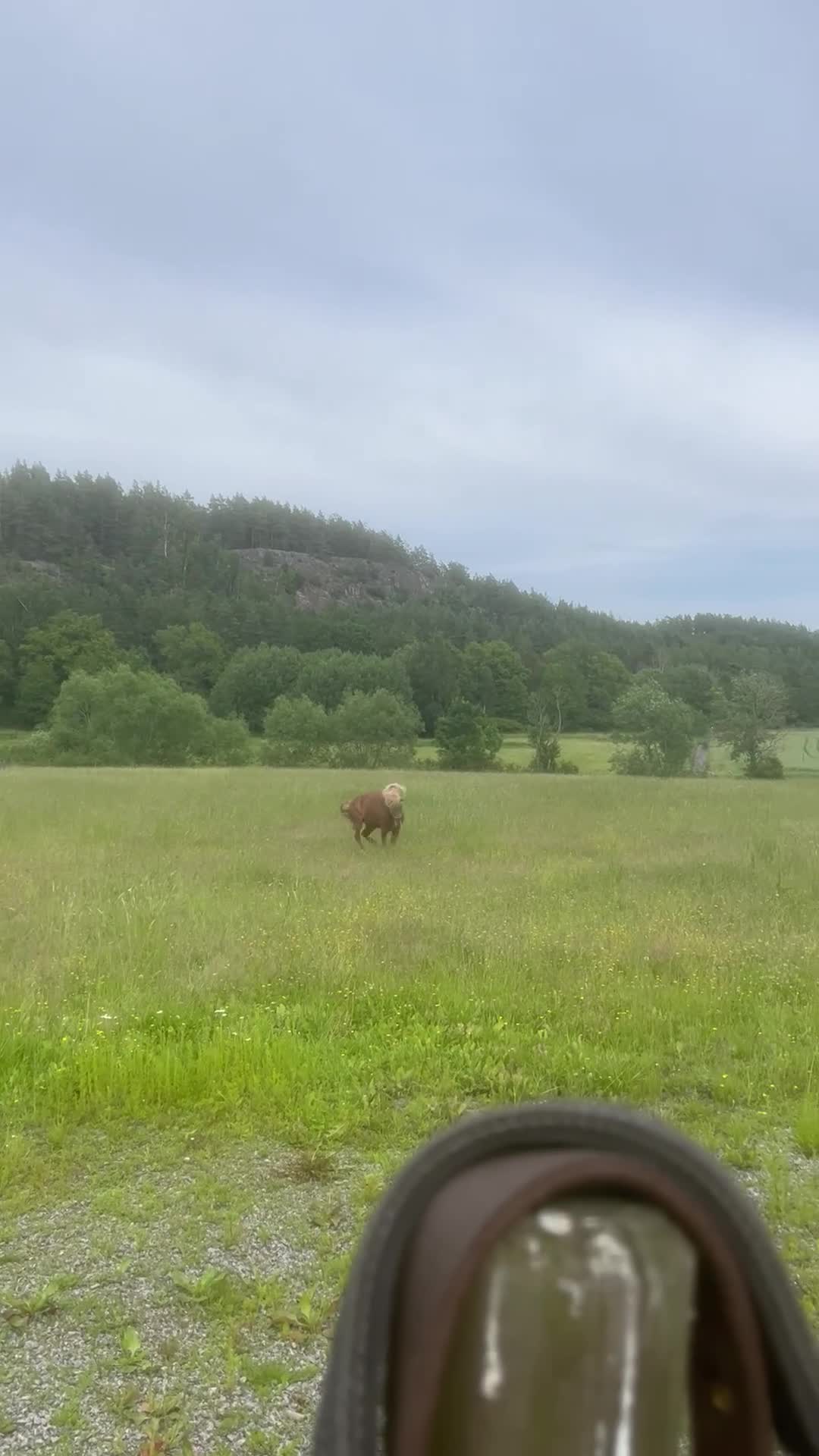  foderhäst finnes: Fodervärd sökes till islandshäst i Norrköping - Video 1