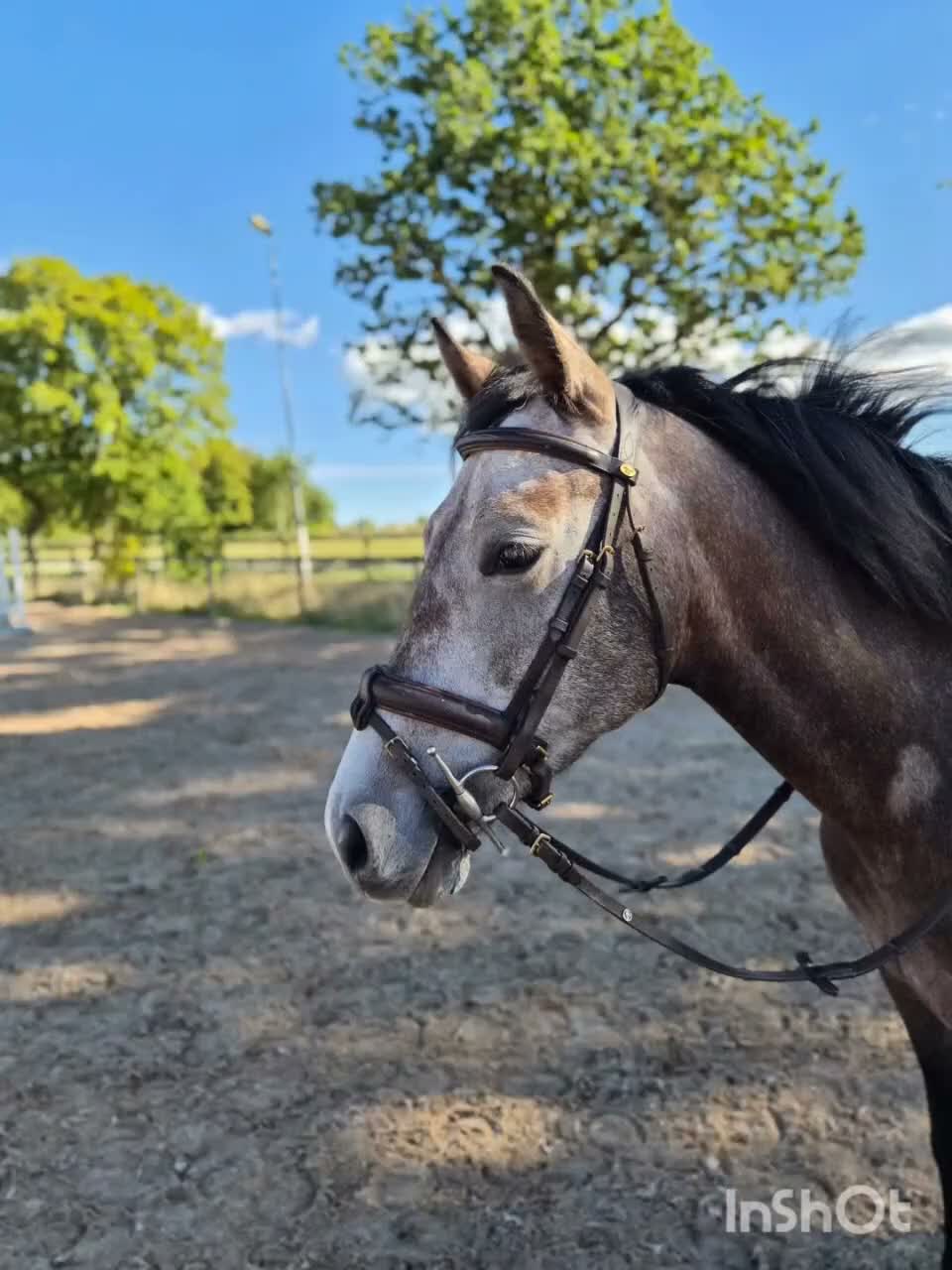 Hoppning hästar till salu: 4 årig tjejhäst - Video 1