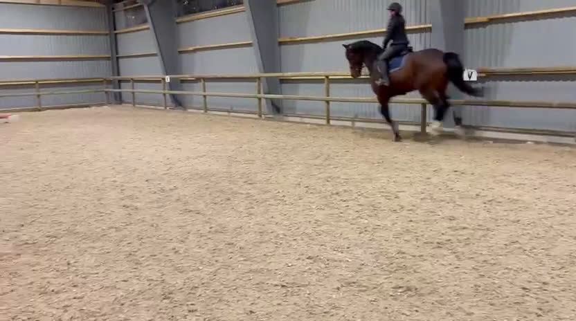 Allround hästar till salu: Okomplicerad och vänlig 5åring  - Video 2