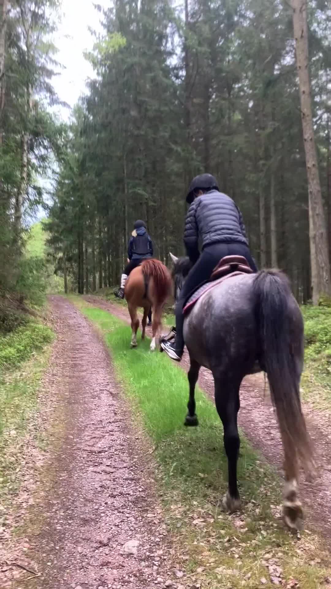 Distans hästar till salu: Drömhästen - Video 1