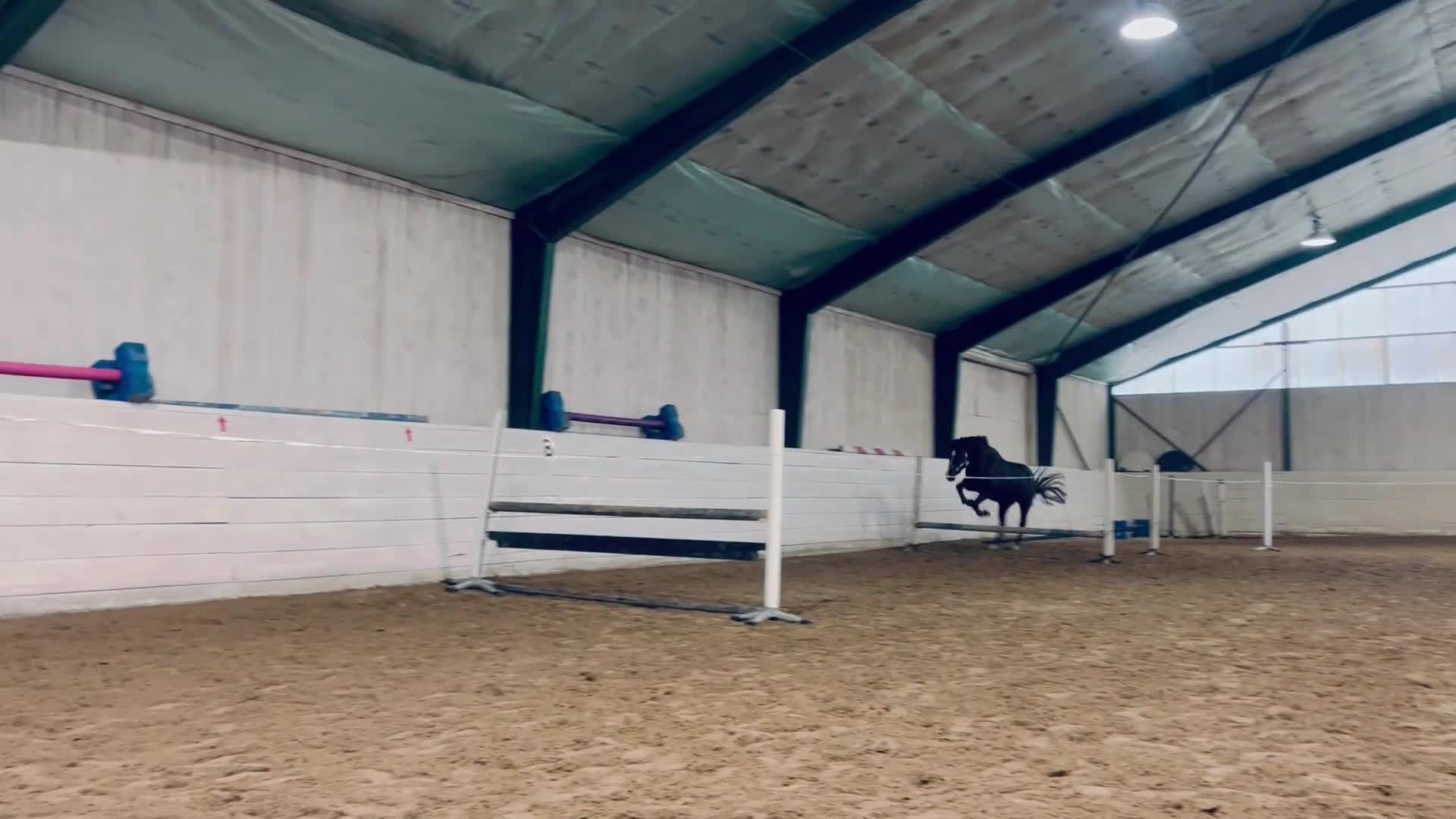 Allround hästar till salu: Trevligt sto f 21 e:Diero lux N - Video 3