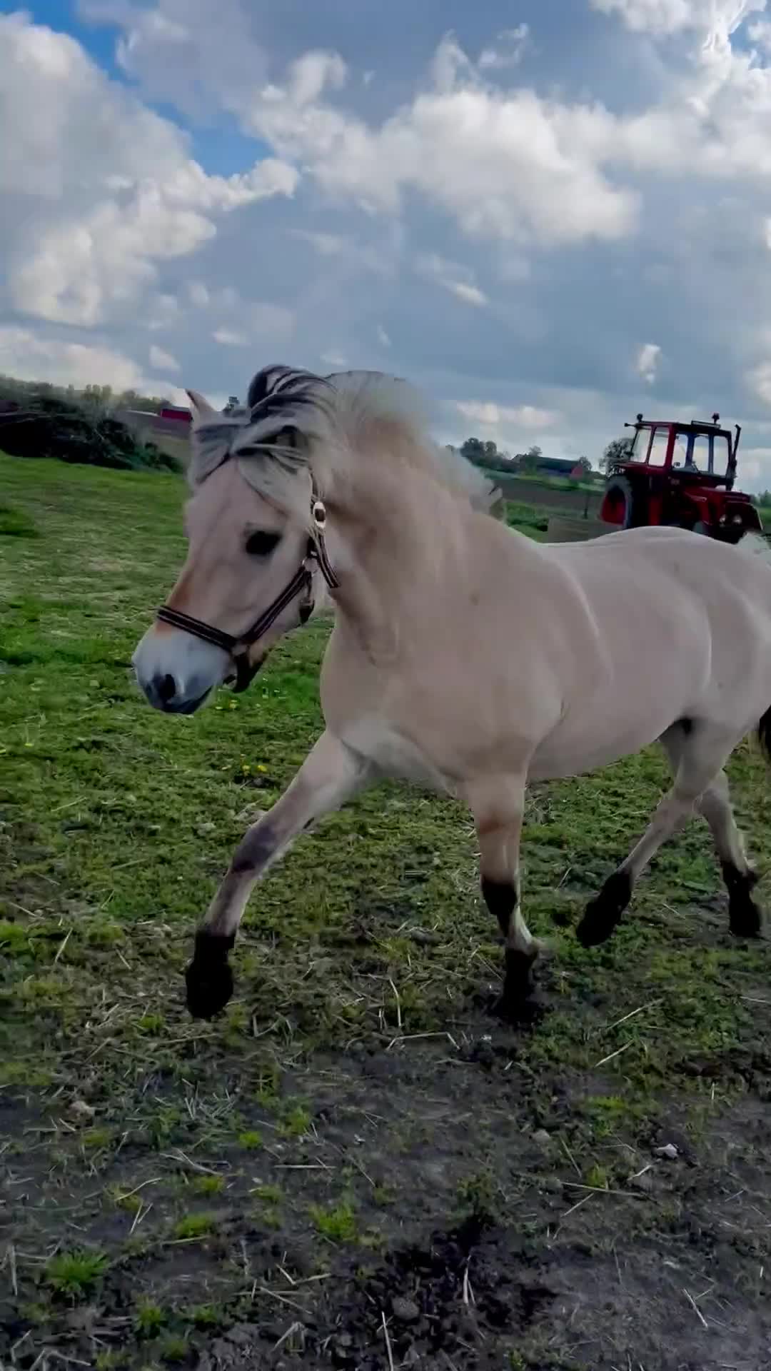 Allround hästar till salu: En pärla!  - Video 1