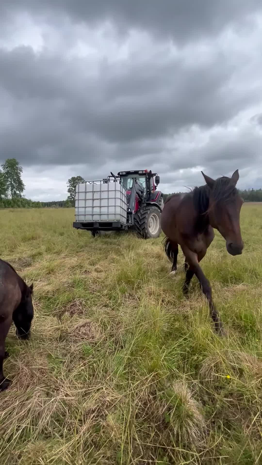 Allround hästar till salu: Trevlig varmblodig travare  i Köping - Video 3