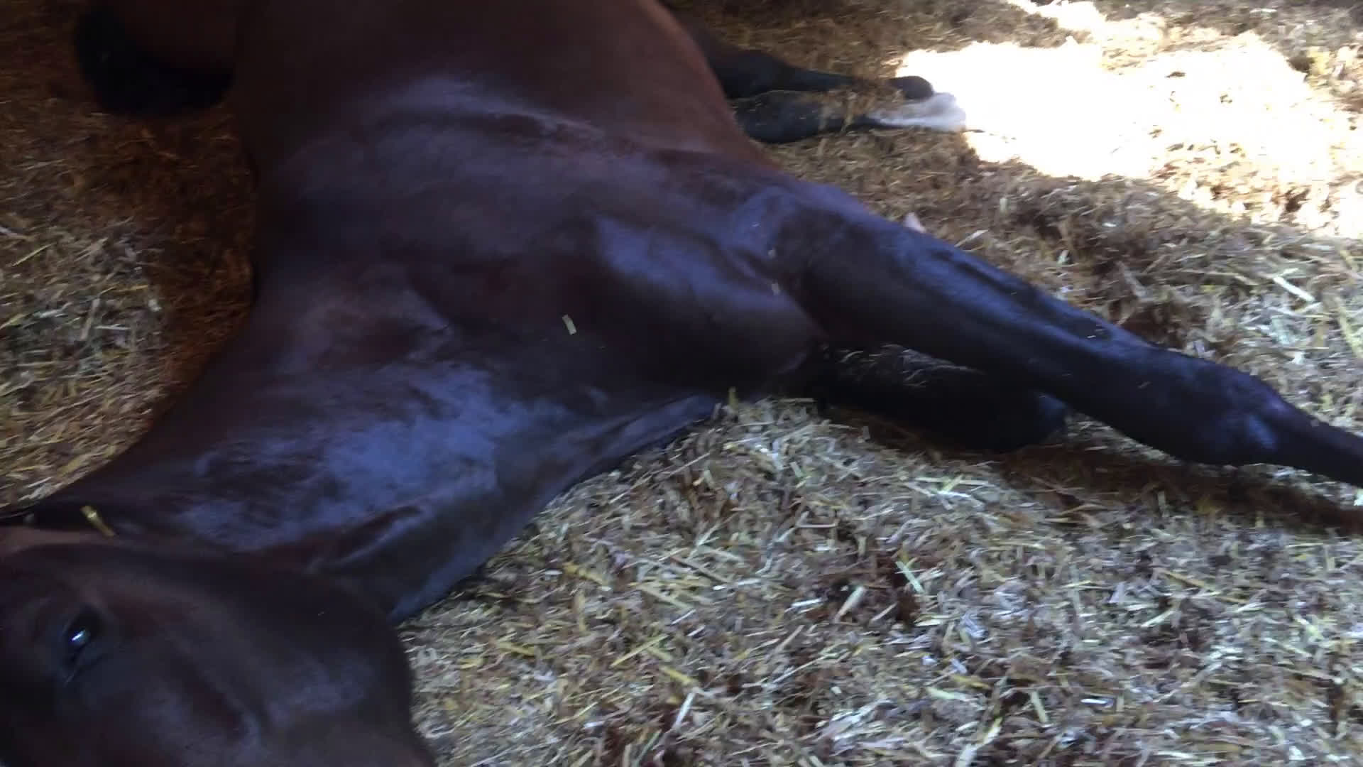  stallplats finnes: Lösdrift Unghingst Valack Sto Norrköping 2500:-  i Norrköping - Video 1