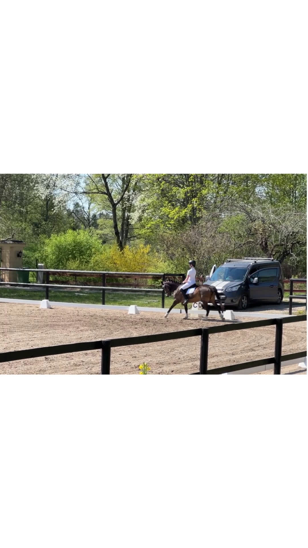 Dressyr hästar till salu: Älskad supersnäll C-ponny söker långvarigt hem - Video 1