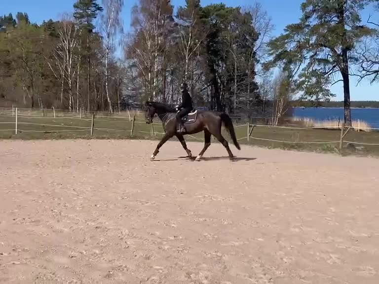 Allround hästar till salu: Lovande 6-åring - Video 1