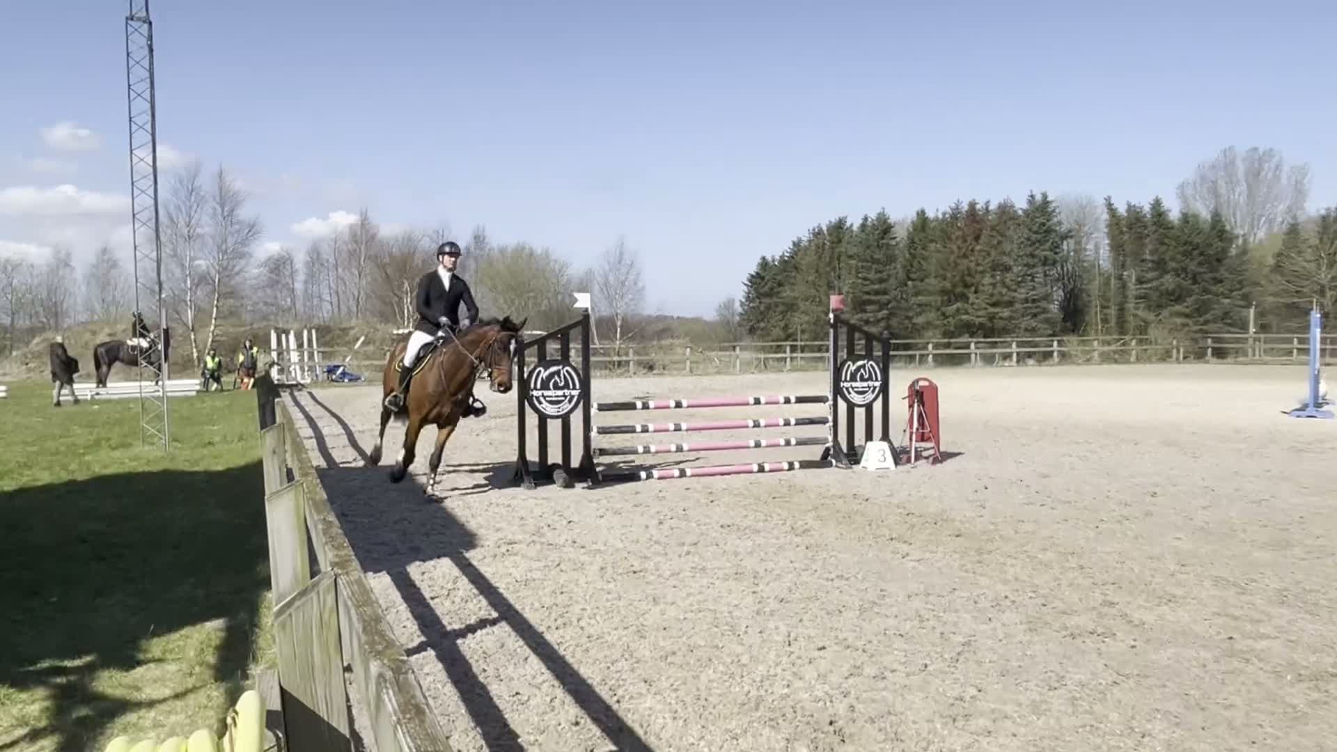 Hoppning hästar till salu: Genomsnäll valack - Video 1