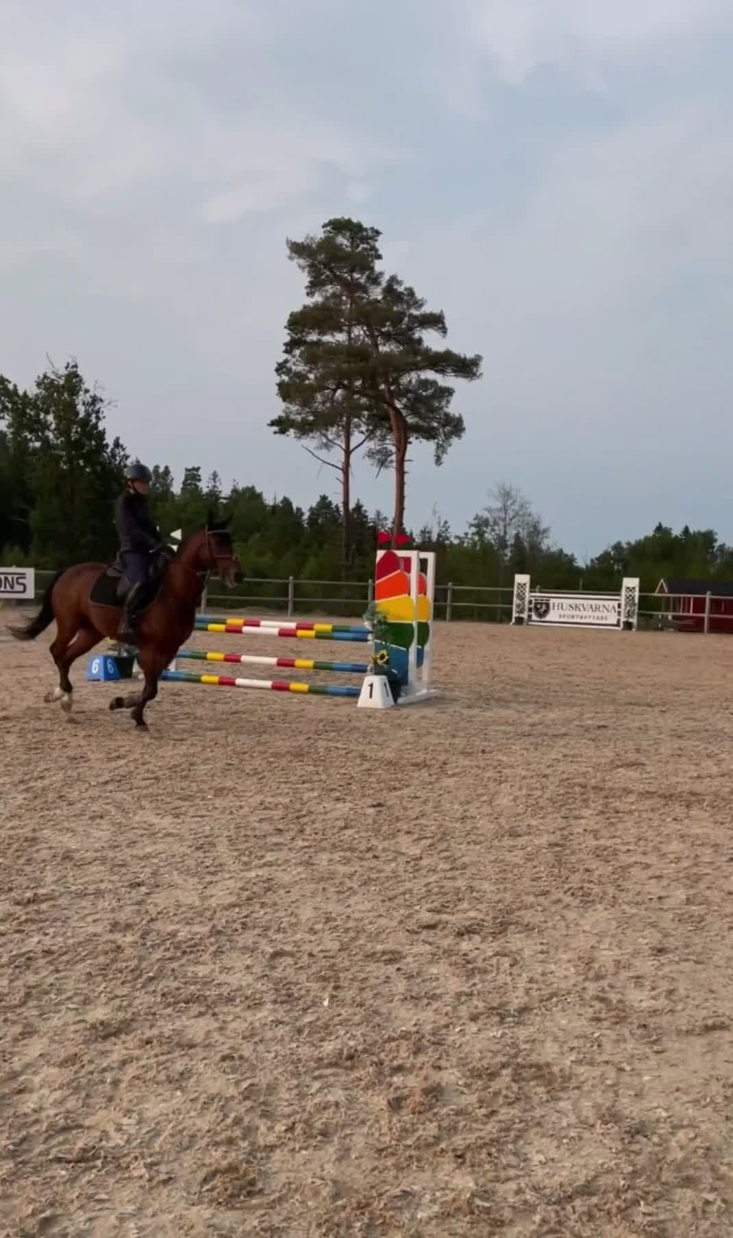 Fälttävlan hästar till salu: Kvalitetsponny för fälttävlan eller valfri gren - Video 5