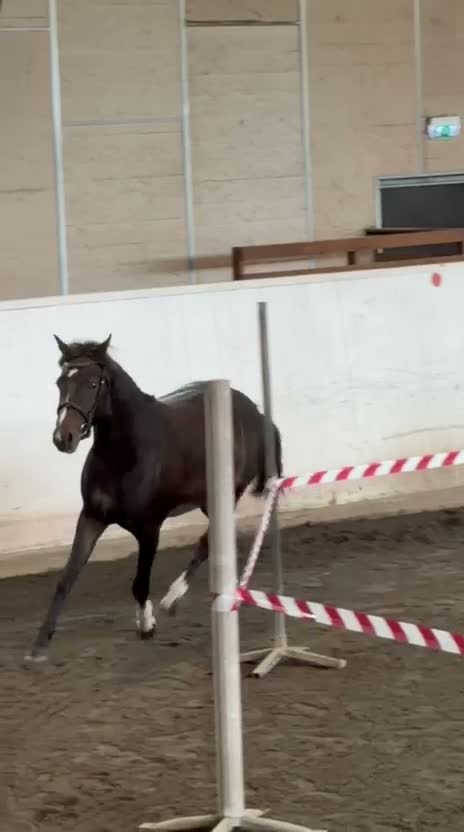 Allround hästar till salu: Conrad All Star  - Video 2