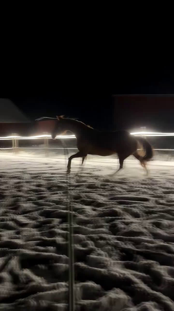 Dressyr hästar till salu: Världens finaste kille - Video 4