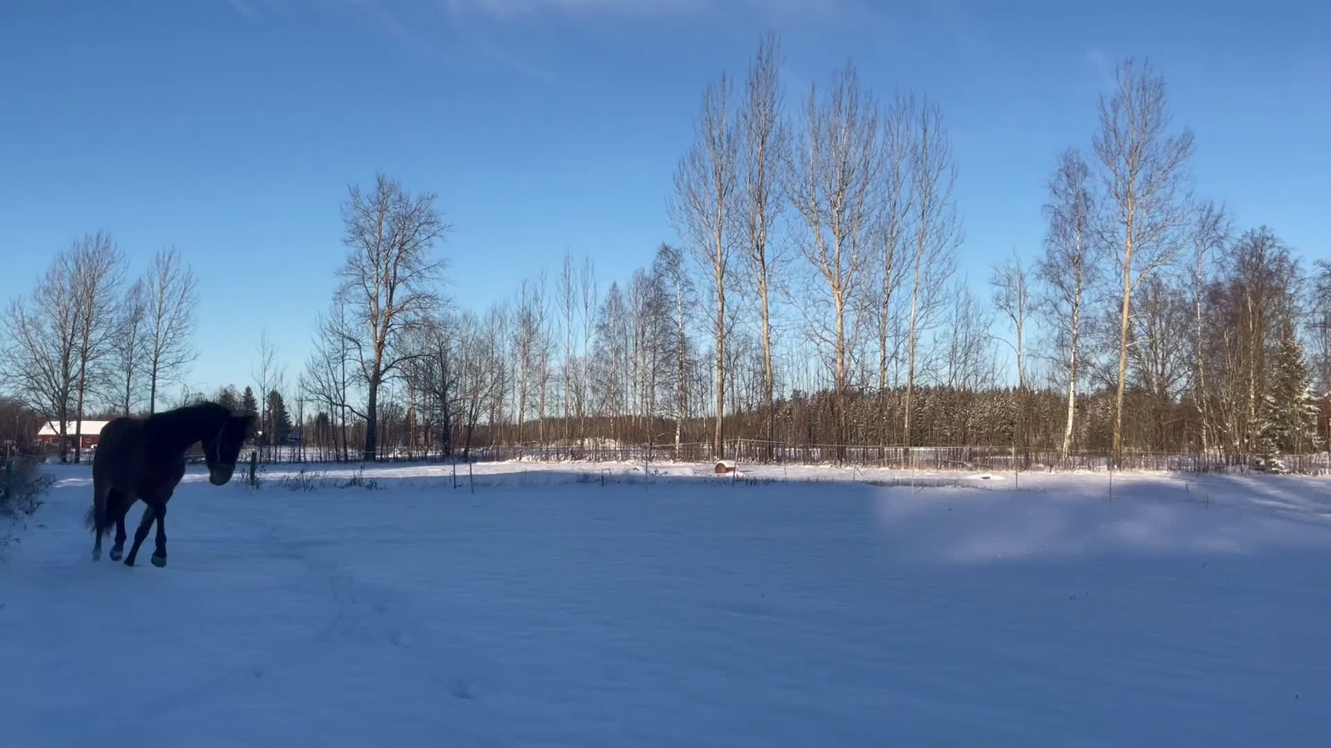 Allround hästar till salu: Hoppämne!  i Vingåker - Video 2