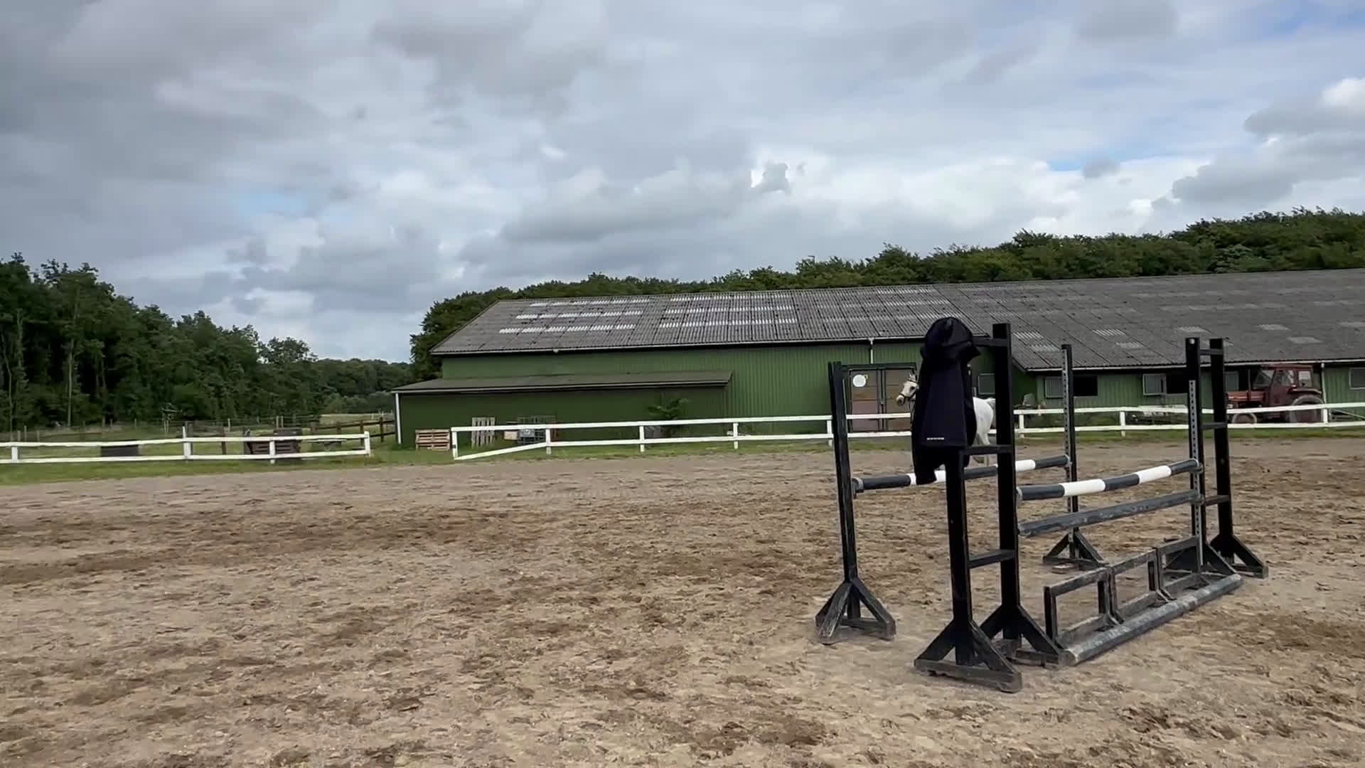 Hoppning hästar till salu: Välriden energisk häst  - Video 1