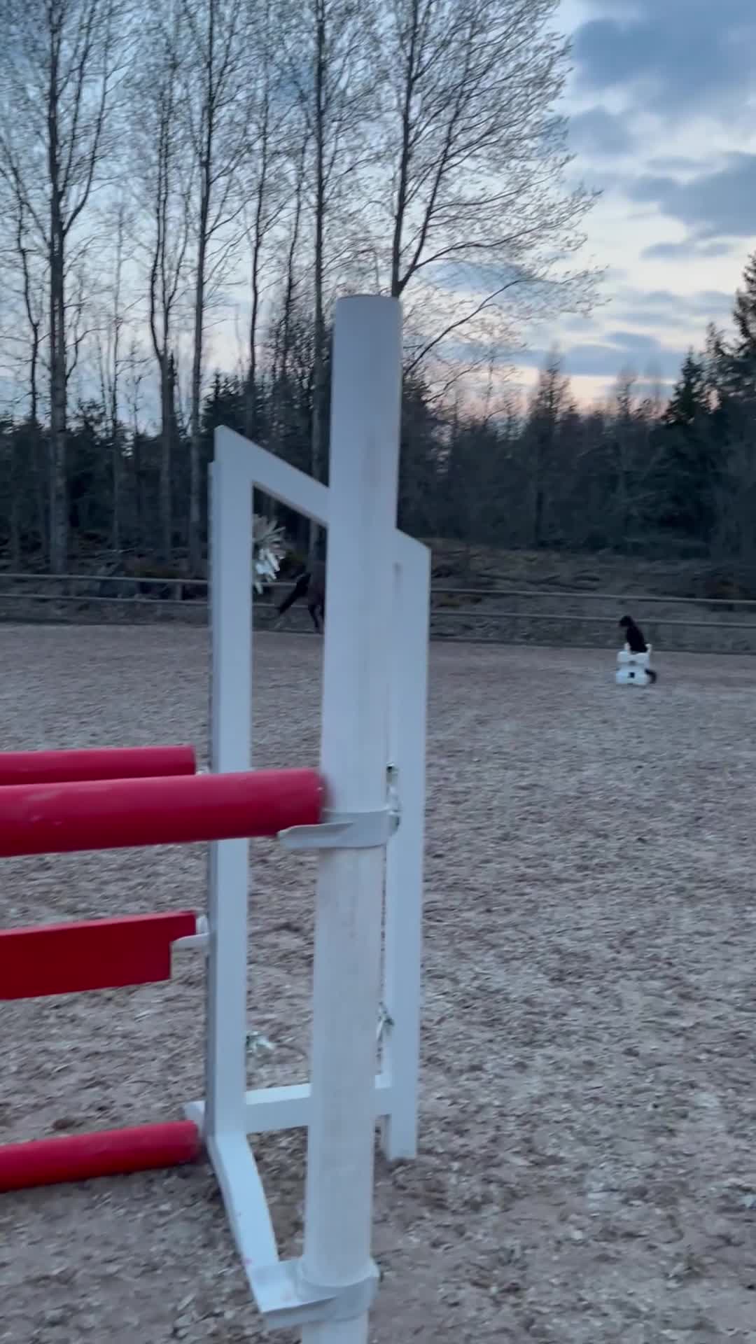 Hoppning hästar till salu: Perfekt första storhäst! - Video 3