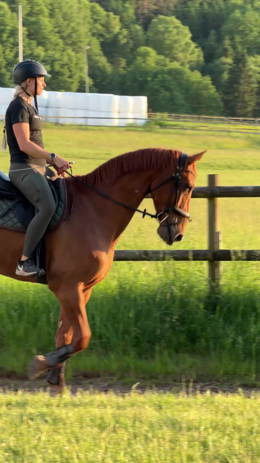 Allround hästar till salu: Ambitiös, välriden valack med kapacitet i Alingsås - Video 4