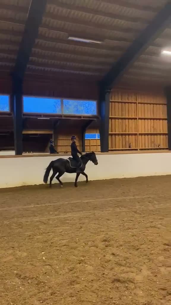 Allround hästar till salu: Modern modell connemara  - Video 2