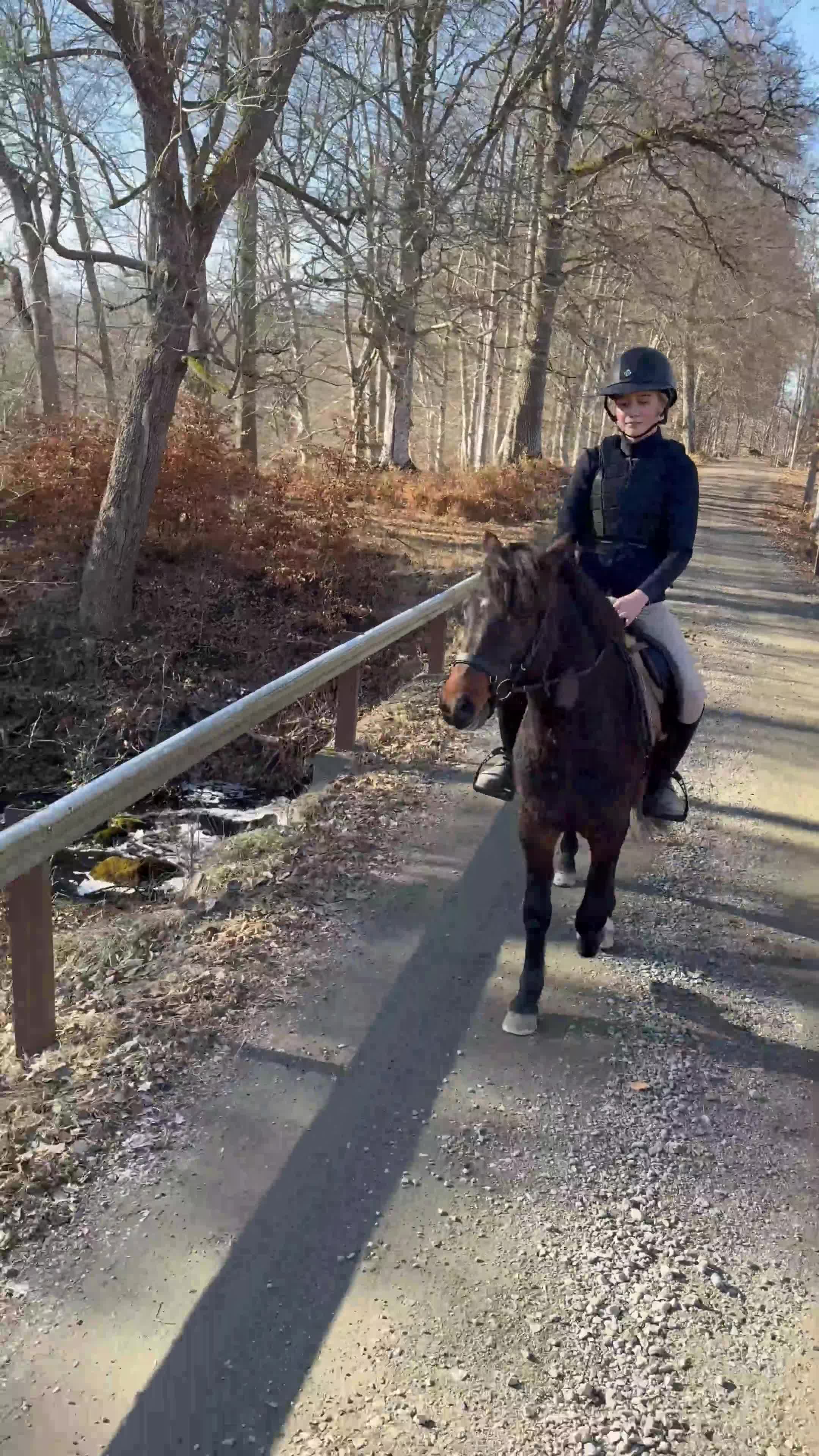 Hoppning hästar till salu: Magiskt snäll och positiv kille med potential - Video 2