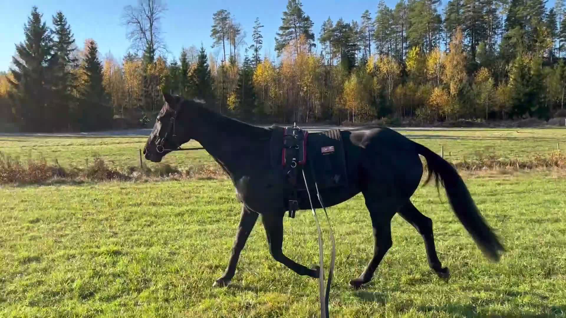 Allround hästar till salu: Lovande inom valfri disciplin. - Video 1