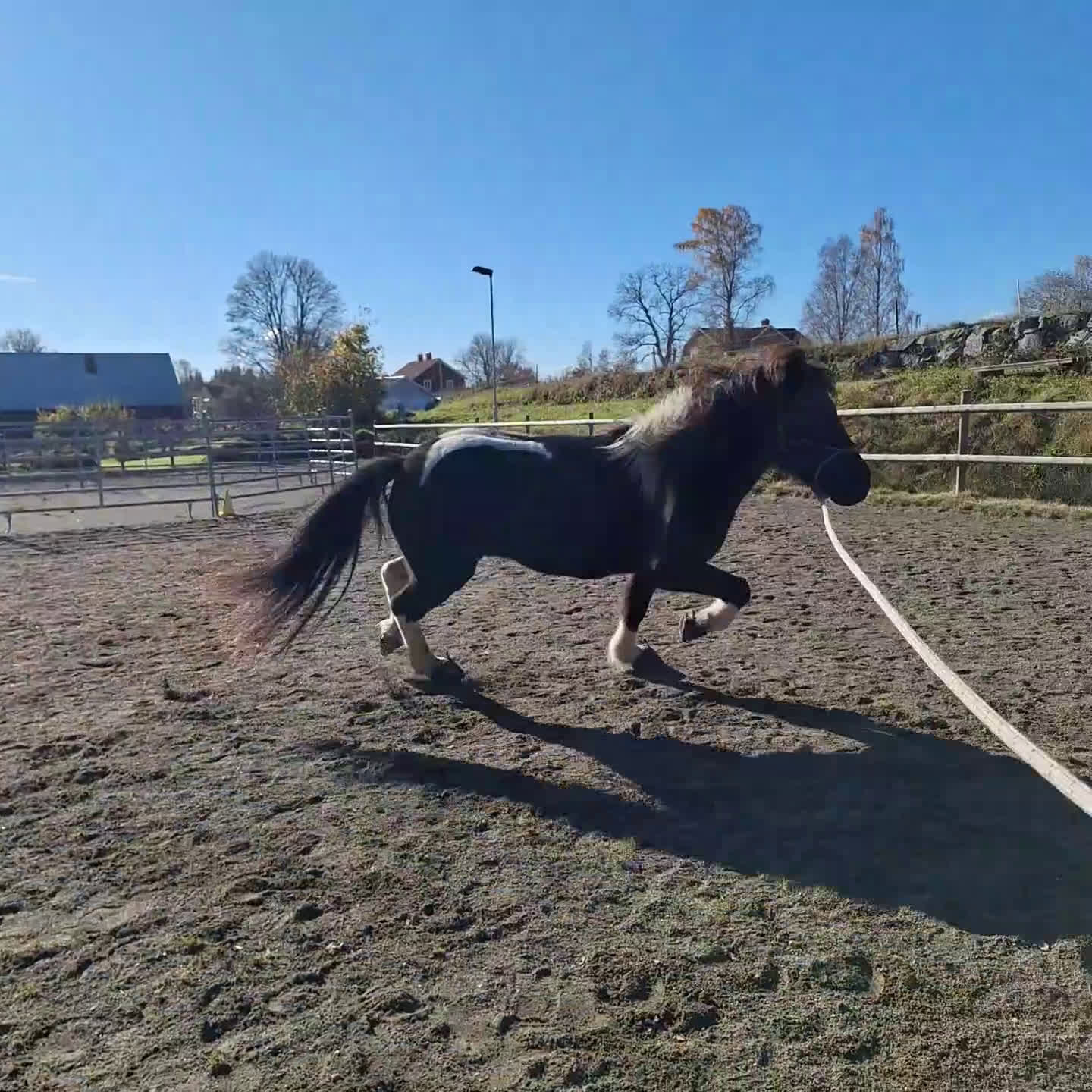 Island hästar till salu: En utmaning med stor potential!  i Tolg - Video 3