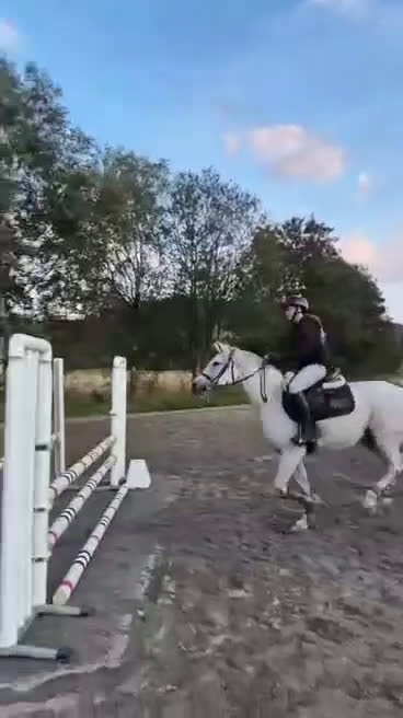 Hoppning hästar till salu: Perfekt läromästare! i Västra Tunhem - Video 4